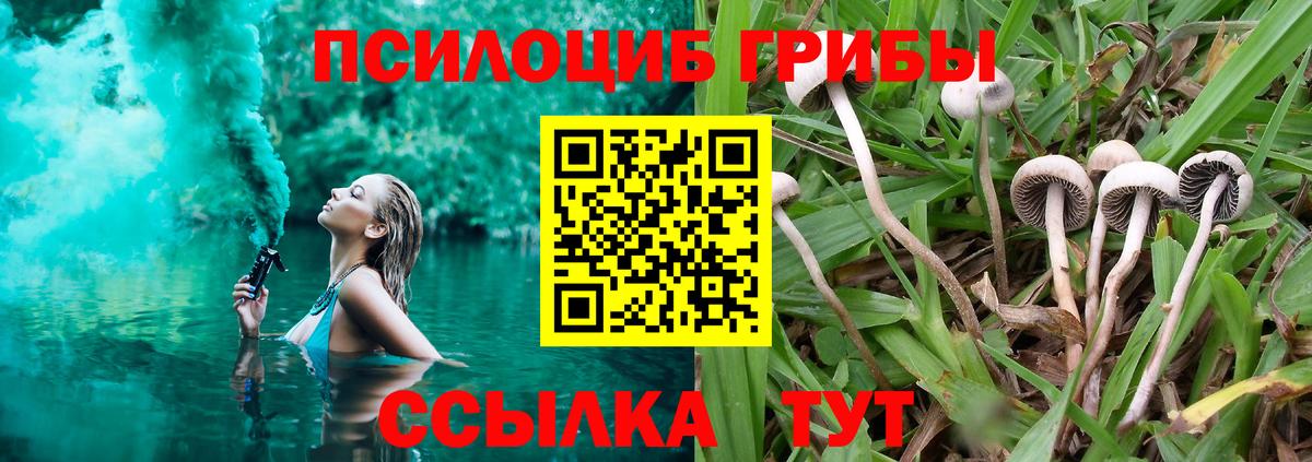 Галлюциногенные грибы Psilocybine cubensis Балтийск